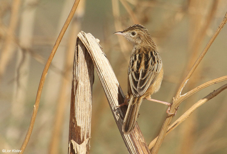        Zitting Cisticola  Cisticola juncidis Beit Shean Valley Israel , November  2010  Lior Kislev                           